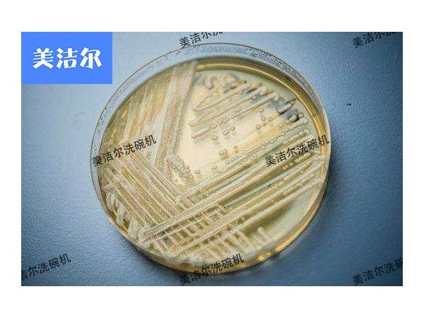 超級真菌大爆發，還不快用高溫消毒長龍洗碗機！